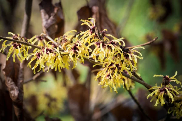 Nocciola Strega Hamamelis Japonica Nel Giardino Vicino Ruscello — Foto Stock