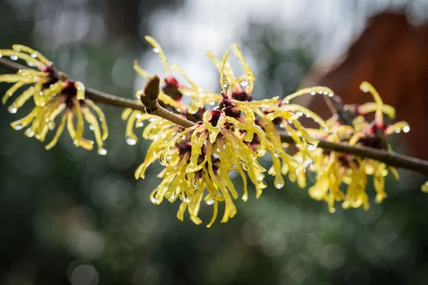 Avelã Bruxa Hamamelis Japonica Jardim Junto Ribeiro — Fotografia de Stock