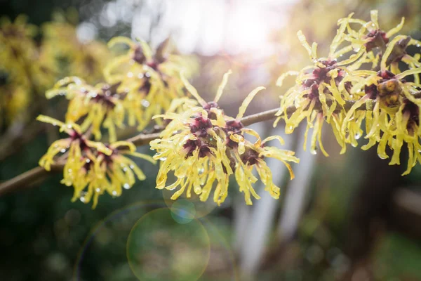 Hamamelis Japonica Jardín Junto Arroyo —  Fotos de Stock