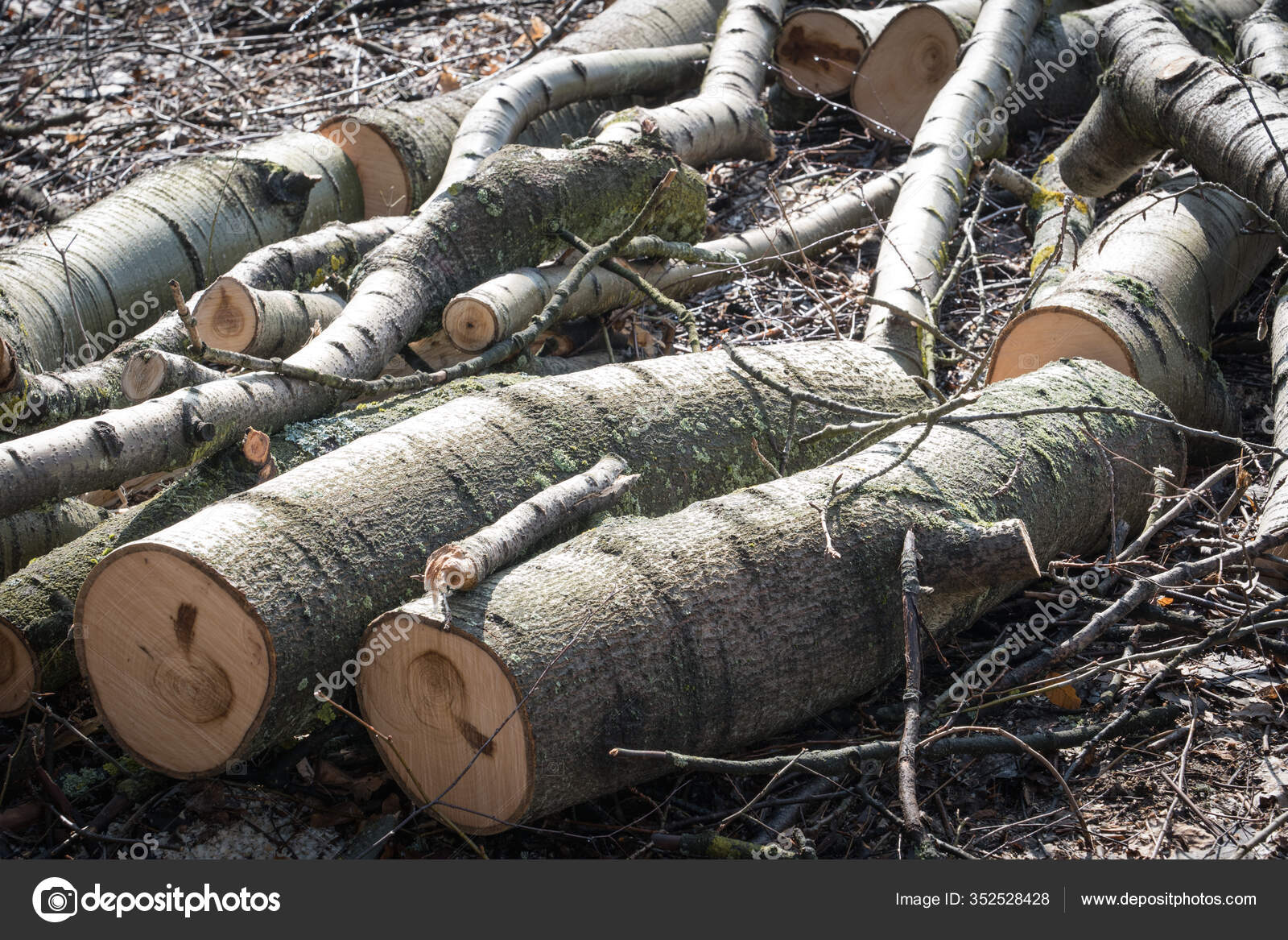 Álamo Negro Populus Nigra Tronco Árbol — Foto de stock © ketta #352528428