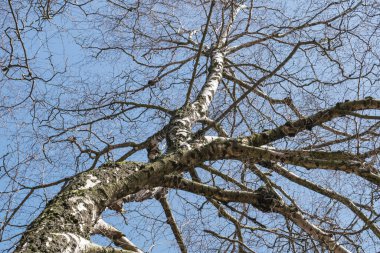 Gümüş huş ağacı, Betula pendula, yapraksız ağaç