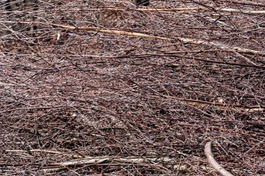 Gümüş huş ağacı, Betula pendula dalları