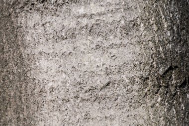 Kara kavak, Populus nigra, ağaç kirişi