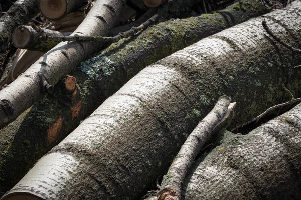 Чорний Тополя Попульс Нігра Деревний Стовбур — стокове фото