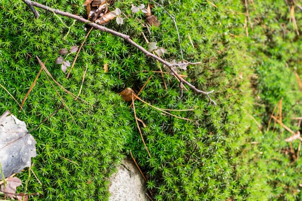 Muschio Nella Foresta — Foto Stock