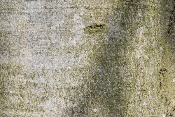 欧洲山毛榉 法古斯山毛榉 — 图库照片