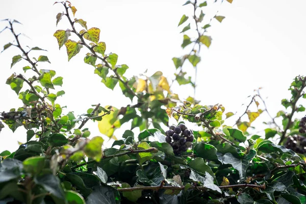 常春藤 黑螺旋藻和茴香 — 图库照片