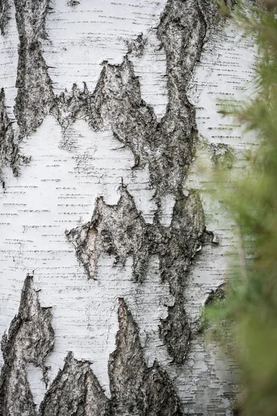 Silver Mesteacan Betula Pendula Scoarta — Fotografie, imagine de stoc