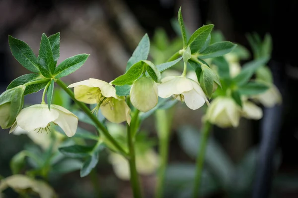 Hellebore Helleborus Flora Primaverile Nel Giardino — Foto Stock