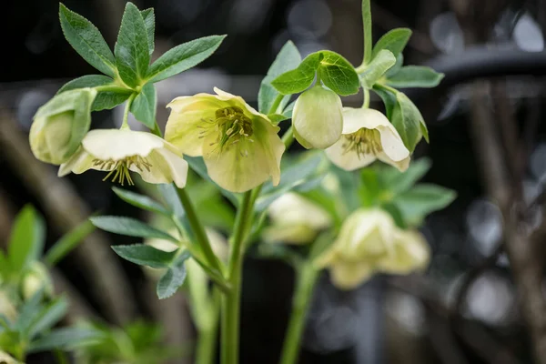 Hellebore Helleborus Vårflora Trädgården — Stockfoto