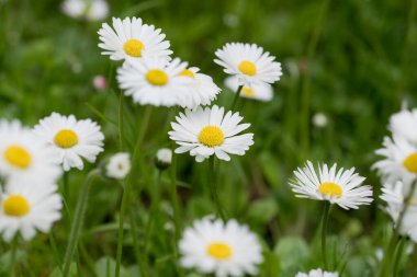 Bellis perenis, papatya çayırda