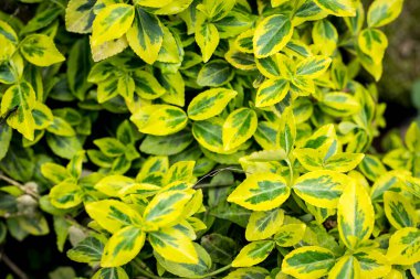 Euonymus Fortunei Zümrüt Altını, çeşitli çalılar.