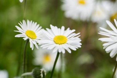 Bellis perenis, papatya çayırda