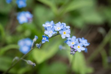 Unutma beni, Myosotis Sylvatica, güzel mavi çiçek.