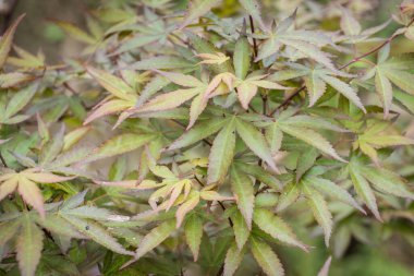 Bahçede Acer palmatum