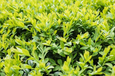 Buxus sempervirens, Evergreen Boxwood, Süs bahçelerinde budanmış çalılar