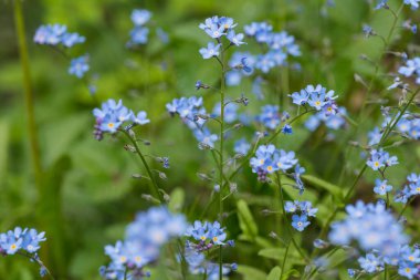 Unutma beni, Myosotis Sylvatica, güzel mavi çiçek.