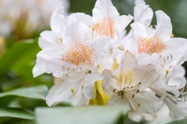 Japon bahçesinde Rododendron 'un büyük beyaz-pembe çiçeği