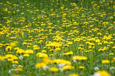 Çayırda çiçek açan karahindiba