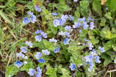 Çayırdaki lanet ağaçkakan Veronica Chamaedrys.