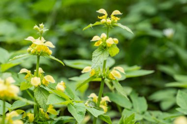 Galeobdolon Bahçeye sarı bitkiler