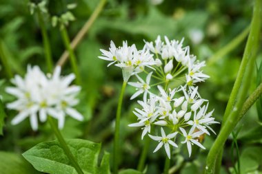 Islak bir bahçedeki çayırda sarımsak ayısı