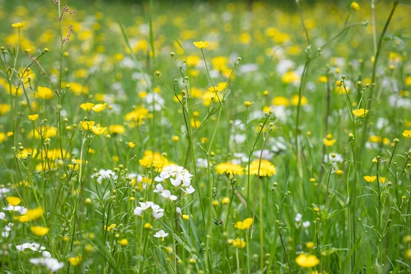 Blooming Dandelion Meadow — Stock Photo, Image