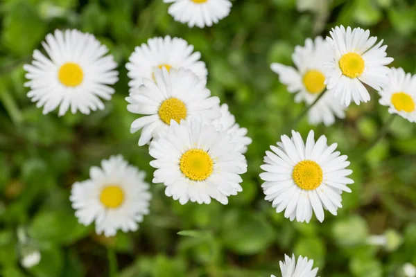 Bellis Perenis Margherita Nel Prato — Foto Stock