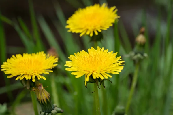 Blooming Dandelion Meadow — Stock Photo, Image