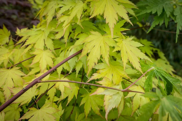 Palmatum Acer Jardim — Fotografia de Stock