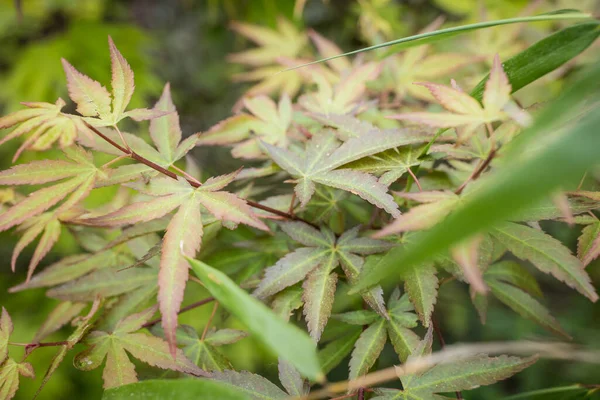 Acer Palmatum Zahradě — Stock fotografie