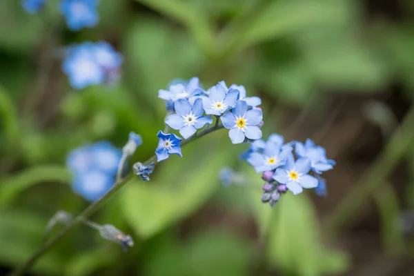 Vergeet Niet Myosotis Sylvatica Mooie Blauwe Bloem — Stockfoto