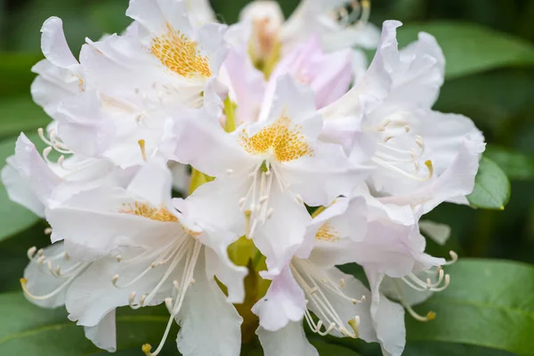 Grande Fiore Bianco Rosa Rododendro Giardino Giapponese — Foto Stock