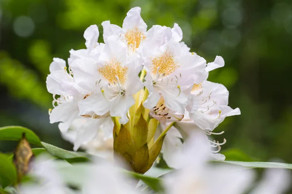 Grande Fiore Bianco Rosa Rododendro Giardino Giapponese — Foto Stock