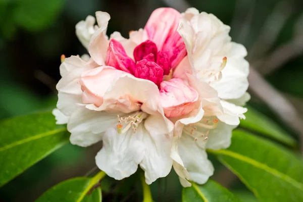 Gran Flor Blanco Rosa Rhododendron Jardín Japonés —  Fotos de Stock