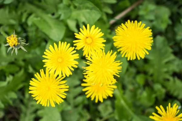 Blooming Dandelion Meadow — Stock Photo, Image