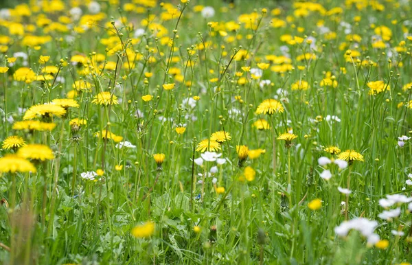 Blooming Dandelion Meadow — Stock Photo, Image