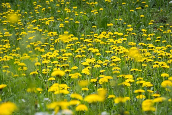 Blooming Dandelion Meadow — Stock Photo, Image