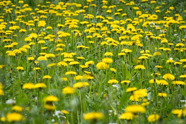 Pissenlit Fleurs Dans Prairie — Photo