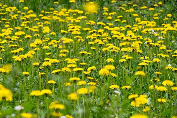 Blooming Dandelion Meadow — Stock Photo, Image