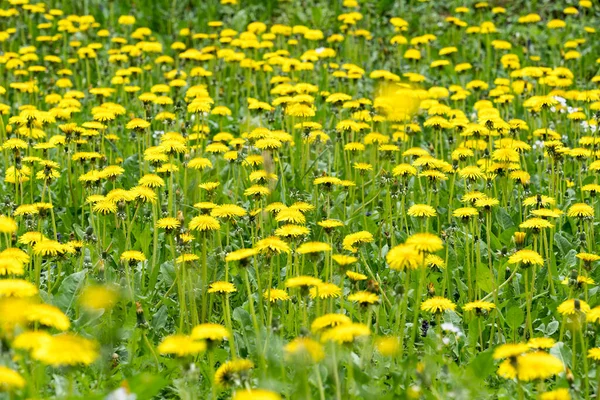 Blooming Dandelion Meadow — Stock Photo, Image