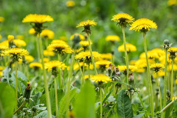 Blooming Dandelion Meadow — Stock Photo, Image