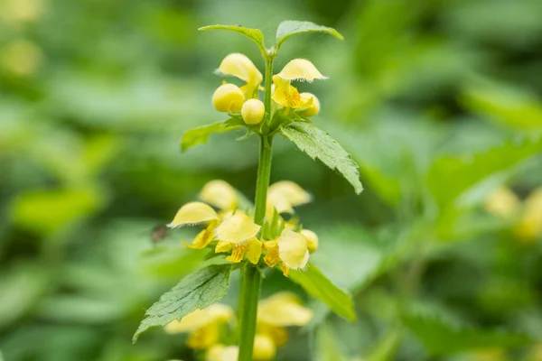 Galeobdolon Piante Gialle Giardino — Foto Stock