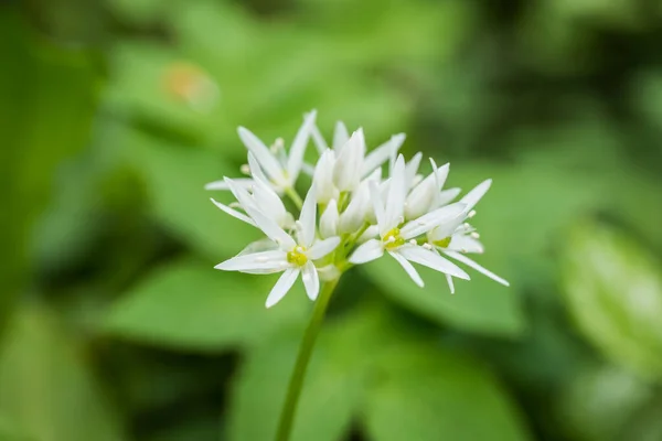 Beer Knoflook Bij Beek Een Natte Tuin Meado — Stockfoto