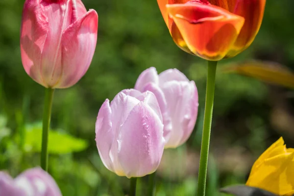 Barevné Tulipánové Květy Zahradě Záhonu — Stock fotografie