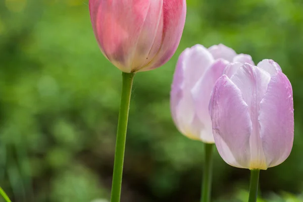 Colorful Tulip Flowers Garden Flowerbed — Stock Photo, Image