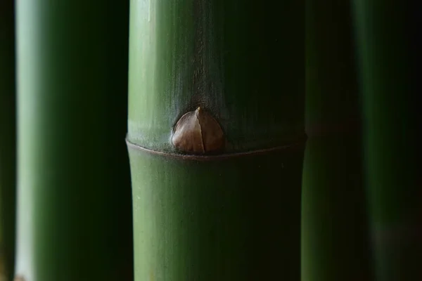 许多竹树都是天然的绿色 美丽易见 — 图库照片