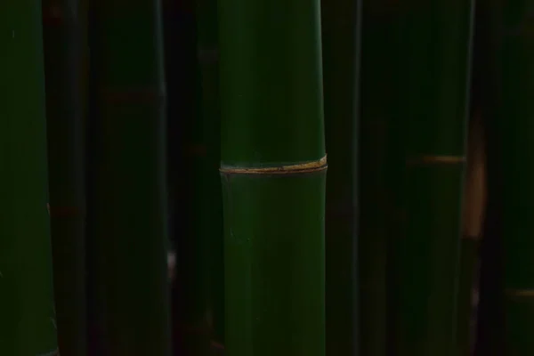 Muitas Árvores Bambu Cor Verde Natural Bonito Fácil Ver — Fotografia de Stock
