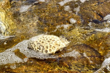 Kumsaldaki beyaz mercan Doğal olarak güzel