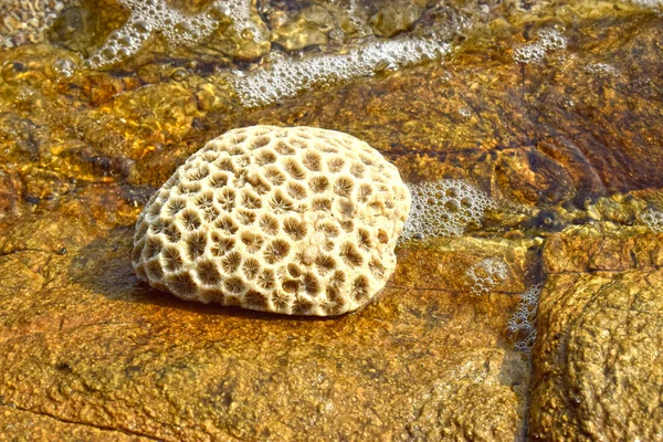 Coral Branco Praia Areia Naturalmente Bonito — Fotografia de Stock